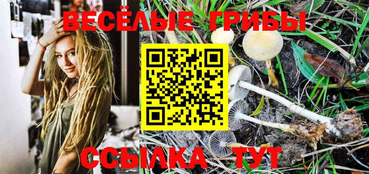 Галлюциногенные грибы Psilocybe Нальчик